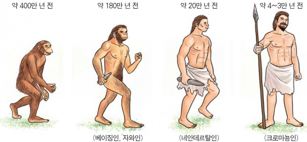 인류의 진화 과정